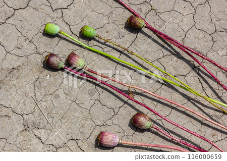 Drought field land with poppy seeds Papaver poppyhead, drying up soil cracked, drying up the soil cracked, climate change, environmental disaster and earth cracks, dry death for plants 116000659