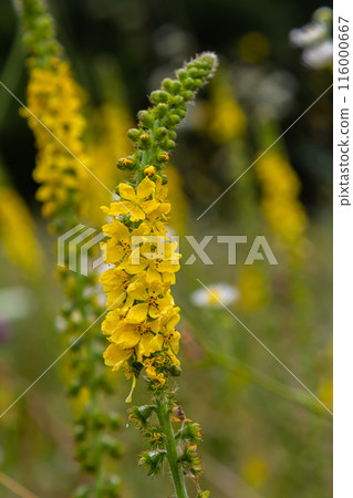 Summer in the wild among wild grasses is blooming agrimonia eupatoria Summer in the wild among wild grasses is blooming agrimonia eupatoria 116000667