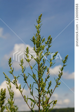 Chenopodium album, edible plant, common names include lamb's quarters, melde, goosefoot, white goosefoot, wild spinach, bathua and fat-hen Chenopodium album, edible plant, common names include lamb's quarters, melde, goosefoot, white goosefoot, wild spinach, bathua and fat-hen 116000668