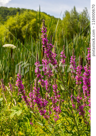 Purple loosestrife Lythrum salicaria inflorescence. Flower spike of plant in the family Lythraceae, associated with wet habitats Purple loosestrife Lythrum salicaria inflorescence. Flower spike of plant in the family Lythraceae, associated with wet habitats 116000670