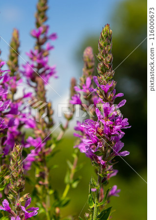 Purple loosestrife Lythrum salicaria inflorescence. Flower spike of plant in the family Lythraceae, associated with wet habitats 116000673