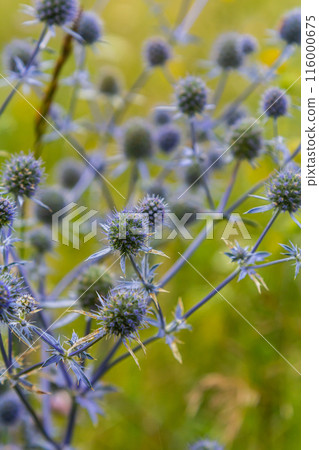 Eryngium Planum Or Blue Sea Holly - Flower Growing On Meadow. Wild Herb Plants 116000675