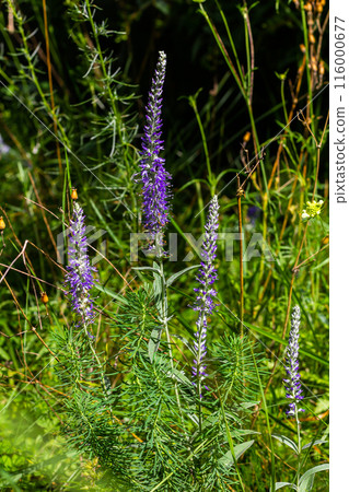 Flowering spikes of Veronica Spicata Ulster Dwarf Blue flower Flowering spikes of Veronica Spicata Ulster Dwarf Blue flower 116000677