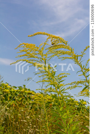 The wild flowers of Solidago altissima in autumn 116000696