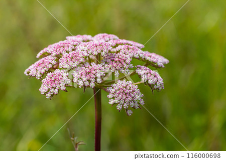 inflorescence of Pimpinella saxifraga or burnet-saxifrage solid stem burnet saxifrage lesser burnet inflorescence of Pimpinella saxifraga or burnet-saxifrage solid stem burnet saxifrage lesser burnet 116000698