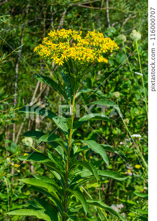 Senecio hydrophilus Nutt. wild yellow flowers, blooming weed plant in summer garden 116000707