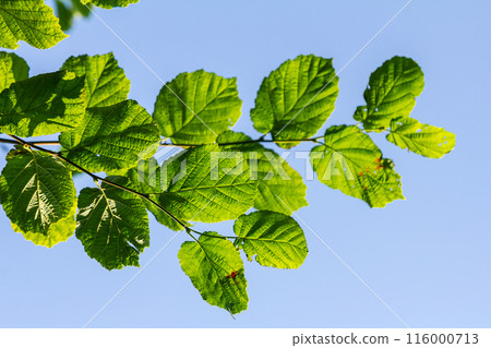 Fresh green Hazel leaves close up on branch of tree in spring with translucent structures against blurred background. Natural background Fresh green Hazel leaves close up on branch of tree in spring with translucent structures against blurred background. Natural background 116000713