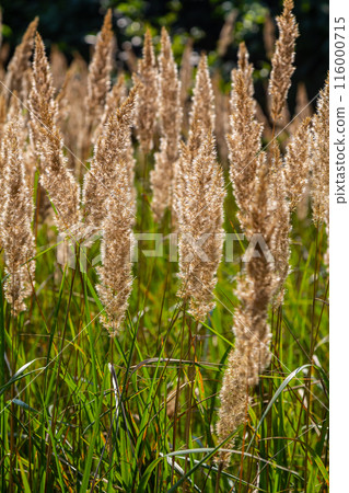 Inflorescence of wood small-reed Calamagrostis epigejos on a meadow 116000715