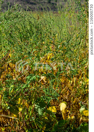 Ambrosia trifida, the giant ragweed, is a species of flowering plant in the family Asteraceae 116000730