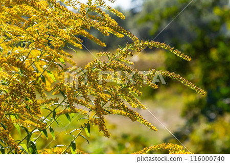The wild flowers of Solidago altissima in autumn 116000740
