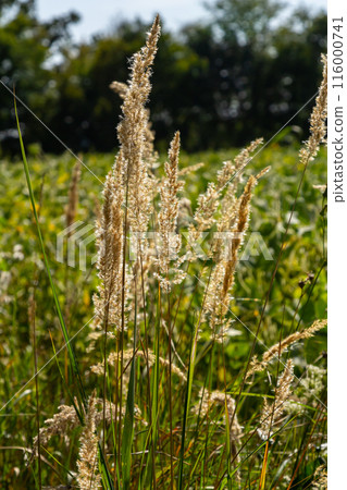 Inflorescence of wood small-reed Calamagrostis epigejos on a meadow 116000741