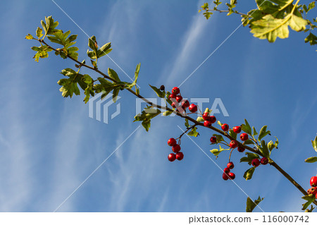 Green branches of hawthorn strewn with red berries 116000742