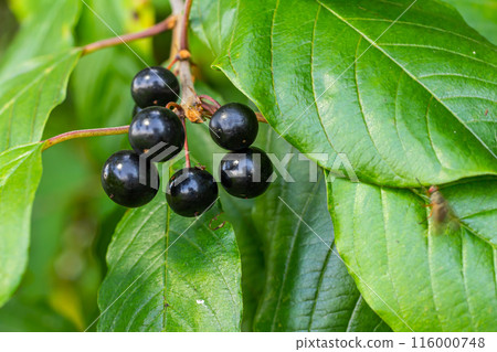 Leaves and fruits of the medicinal shrub Frangula alnus, Rhamnus frangula with poisonous black and red berries closeup Leaves and fruits of the medicinal shrub Frangula alnus, Rhamnus frangula with poisonous black and red berries closeup 116000748