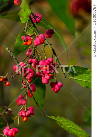 Euonymus europaeus, common spindle pink fruits closeup selective focus Euonymus europaeus, common spindle pink fruits closeup selective focus 116000767