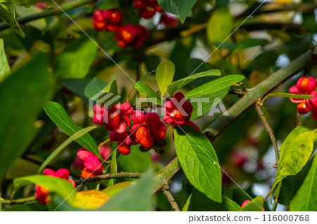 Euonymus europaeus european common spindle capsular ripening autumn fruits, red to purple or pink colors with orange seeds, autumnal colorful leaves Euonymus europaeus european common spindle capsular ripening autumn fruits, red to purple or pink colors with orange seeds, autumnal colorful leaves 116000768