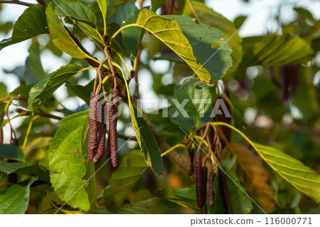 Speckled alders spread their seed through cone-like structures Speckled alders spread their seed through cone-like structures 116000771