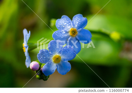 Small blue petals of forget-me-not flowers. Close-up Small blue petals of forget-me-not flowers. Close-up 116000774