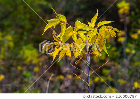 Autumnal leaves of an ash-leaved maple Acer negundo tree in the autumn 116000787