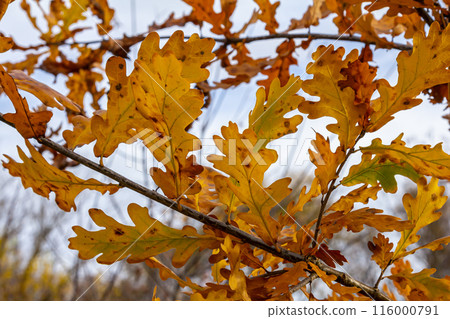 Oak branch with orange leaves in the forest in autumn. Nature background 116000791