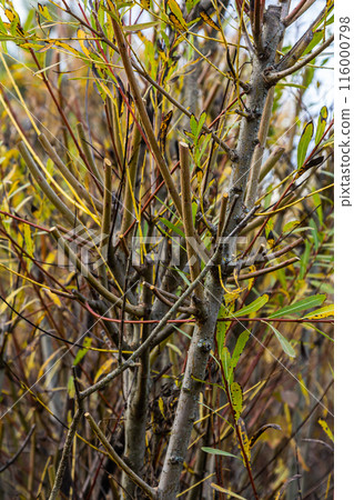 Salix purpurea purple willow or osier is a species of Salix native to most of Europe. Purple willow catkin, Salix purpurea Salix purpurea purple willow or osier is a species of Salix native to most of Europe. Purple willow catkin, Salix purpurea 116000798