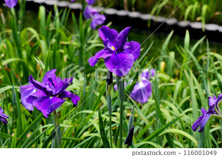 Johoku Park Iris Garden Iris 116001049
