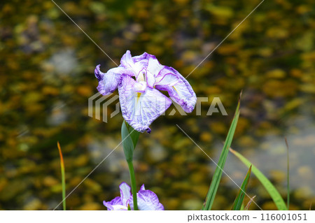 Johoku Park Iris Garden Iris Johoku Park Iris Garden Iris 116001051