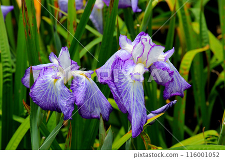 Johoku Park Iris Garden Iris Johoku Park Iris Garden Iris 116001052