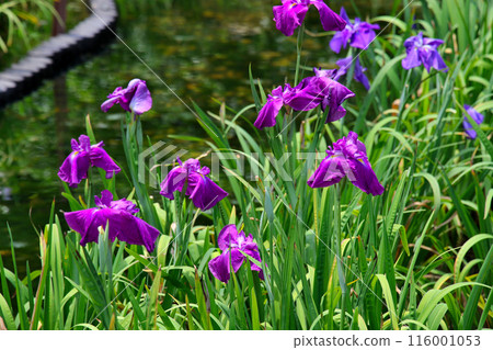 Johoku Park Iris Garden Iris Johoku Park Iris Garden Iris 116001053