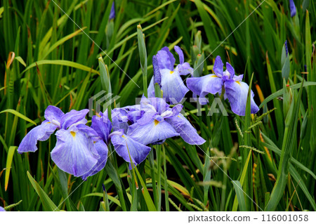 城北公園菖蒲花園菖蒲 116001058