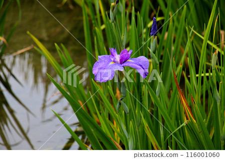 Johoku Park Iris Garden Iris 116001060