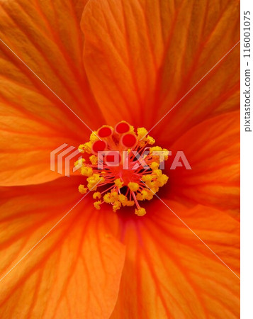 Hibiscus 116001075