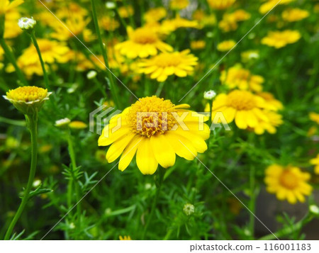 Disoidia Disoidia 116001183