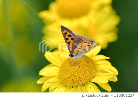 Lycaena phlaeas Lycaena phlaeas 116001224