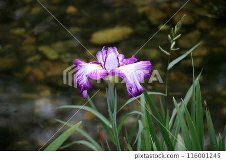 Johoku Park Iris Garden Iris Johoku Park Iris Garden Iris 116001245