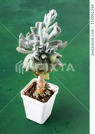 Echeveria blue swan flower. Succulent plant. Flower bud 116001294