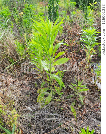 Vacant land, wasteland, weeds, land, vacant lot 116001358