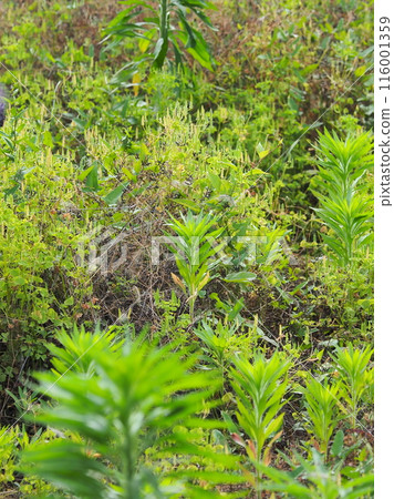 Vacant land, wasteland, weeds, land, vacant lot Vacant land, wasteland, weeds, land, vacant lot 116001359
