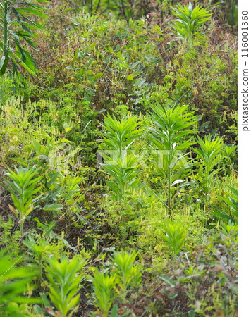 Vacant land, wasteland, weeds, land, vacant lot Vacant land, wasteland, weeds, land, vacant lot 116001360