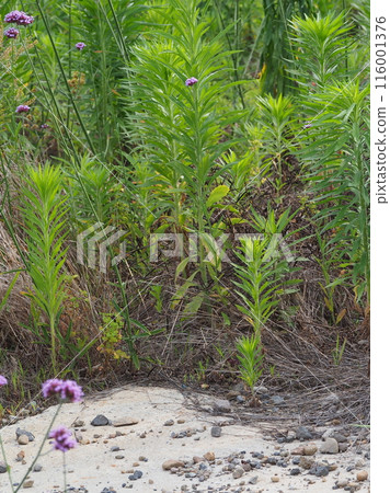 Vacant land, wasteland, weeds, land, vacant lot Vacant land, wasteland, weeds, land, vacant lot 116001376
