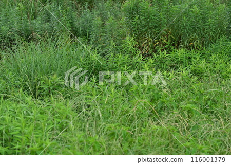Vacant land, wasteland, weeds, land, vacant lot Vacant land, wasteland, weeds, land, vacant lot 116001379