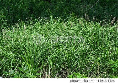 Vacant land, wasteland, weeds, land, vacant lot Vacant land, wasteland, weeds, land, vacant lot 116001380