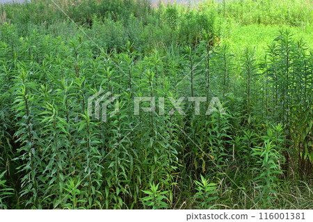 Vacant land, wasteland, weeds, land, vacant lot 116001381