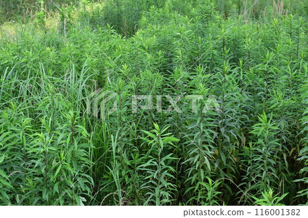 Vacant land, wasteland, weeds, land, vacant lot 116001382