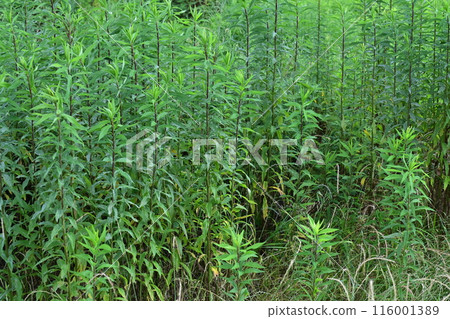 Vacant land, wasteland, weeds, land, vacant lot Vacant land, wasteland, weeds, land, vacant lot 116001389