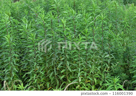 Vacant land, wasteland, weeds, land, vacant lot 116001390