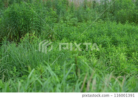 Vacant land, wasteland, weeds, land, vacant lot 116001391