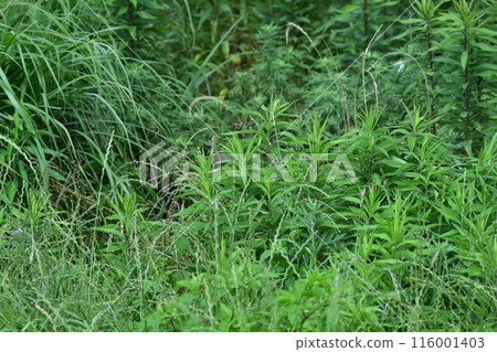 Vacant land, wasteland, weeds, land, vacant lot 116001403