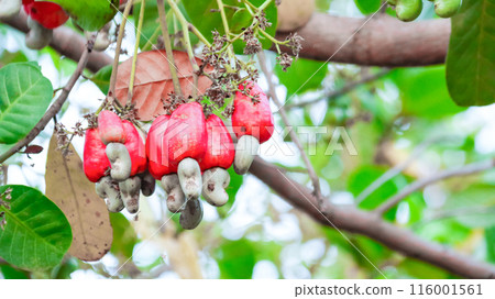 Flawed cashew nut fruits with scars and marks which were caused by disease and lack of fertilizer and water 116001561