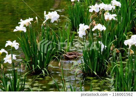 城北公園菖蒲花園菖蒲 116001562