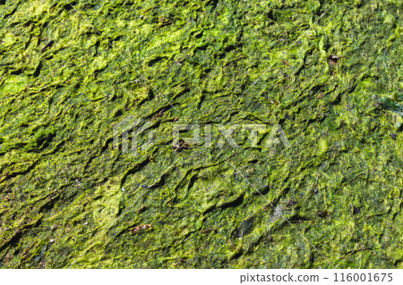 Dry green algae lies on Baltic sea coast, top view. Background texture Dry green algae lies on Baltic sea coast, top view. Background texture 116001675